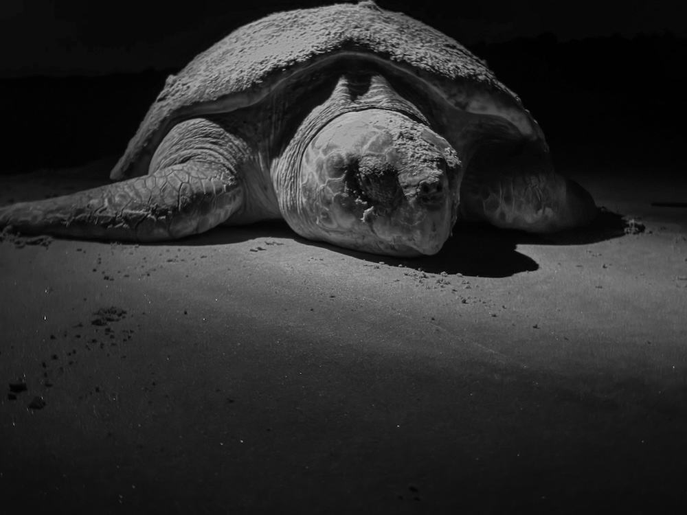 Sea Turtle
