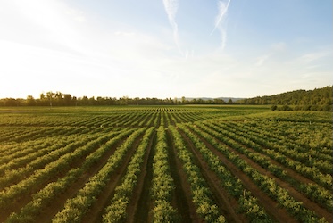 Crops