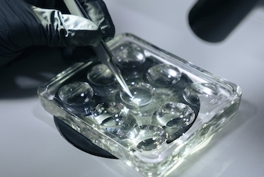 Science Research at Kennesaw State