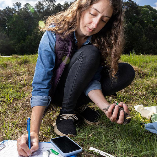 ksu student researching a baby starling bird.