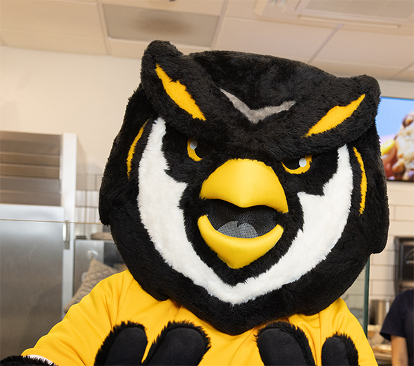 Scrappy Owl