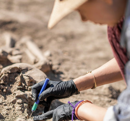 Anthropology KSU student carefully excavating artifacts at an archaeological dig site, wearing gloves and using precision tools.