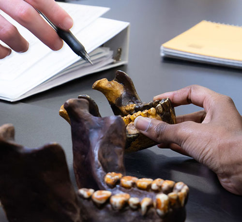 Hands examining a replica hominin jawbone in a lab setting, representing practical studies within a Bachelor of Science in Anthropology program.