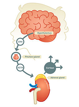 human brain drawing