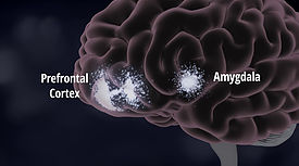 Neurobiological model