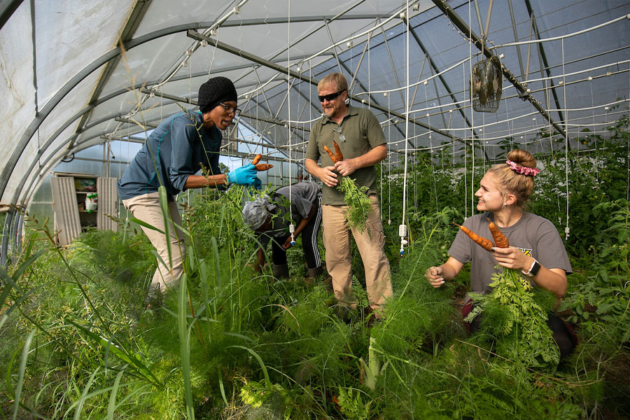 KSU Faculty at the Food Forest inside of greenhouse with carrots