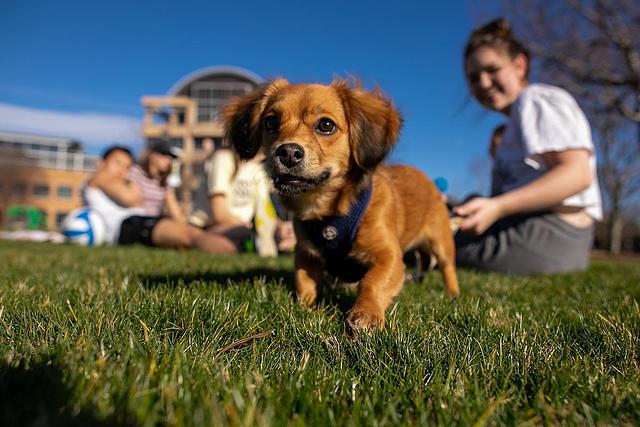 small dog playing outside on ksu campus