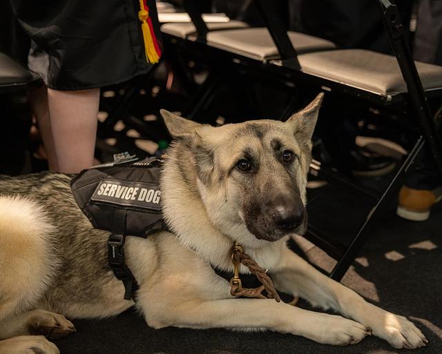 service dog lying on floor