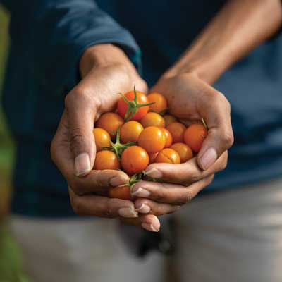 person holding a pile of tomatoes in both hands