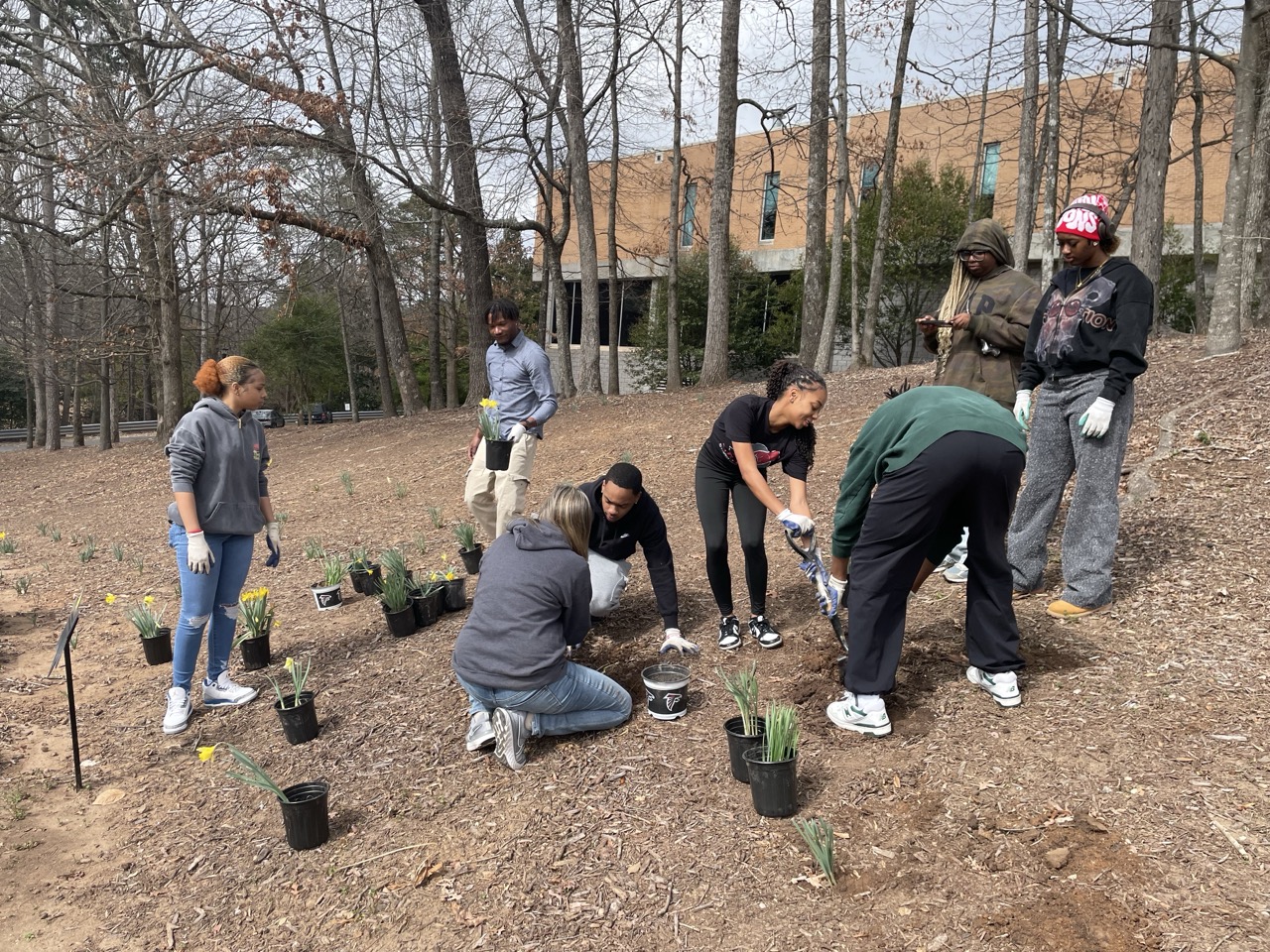 Daffodil Planting