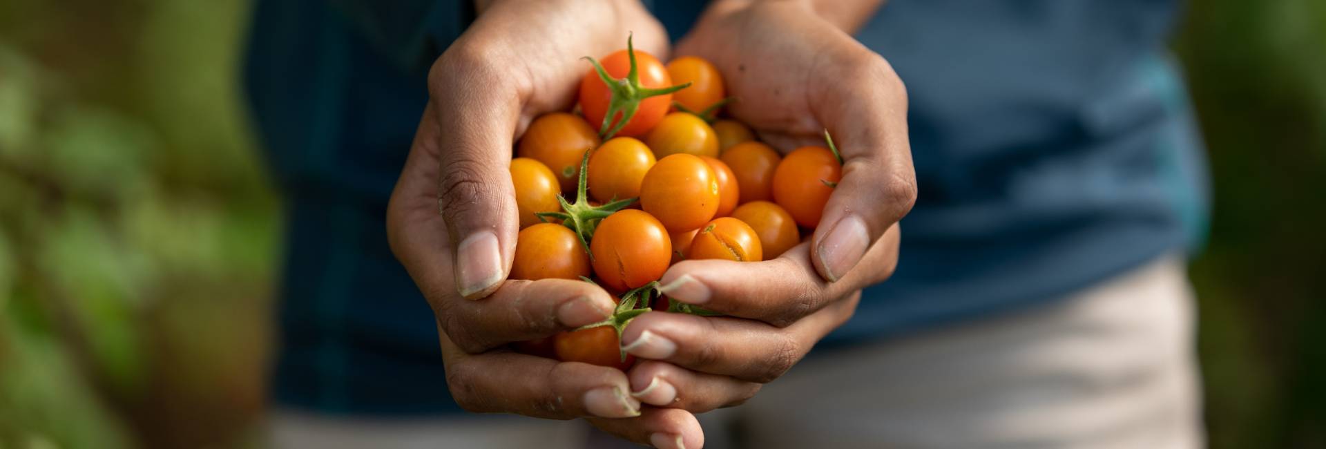 hands holding cherry tomatoes from the field station market