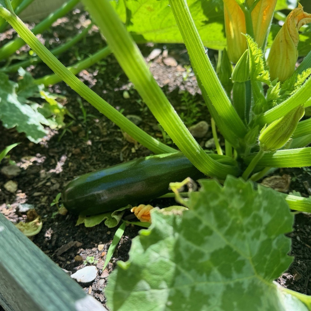 Food Forest