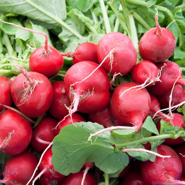 radishes