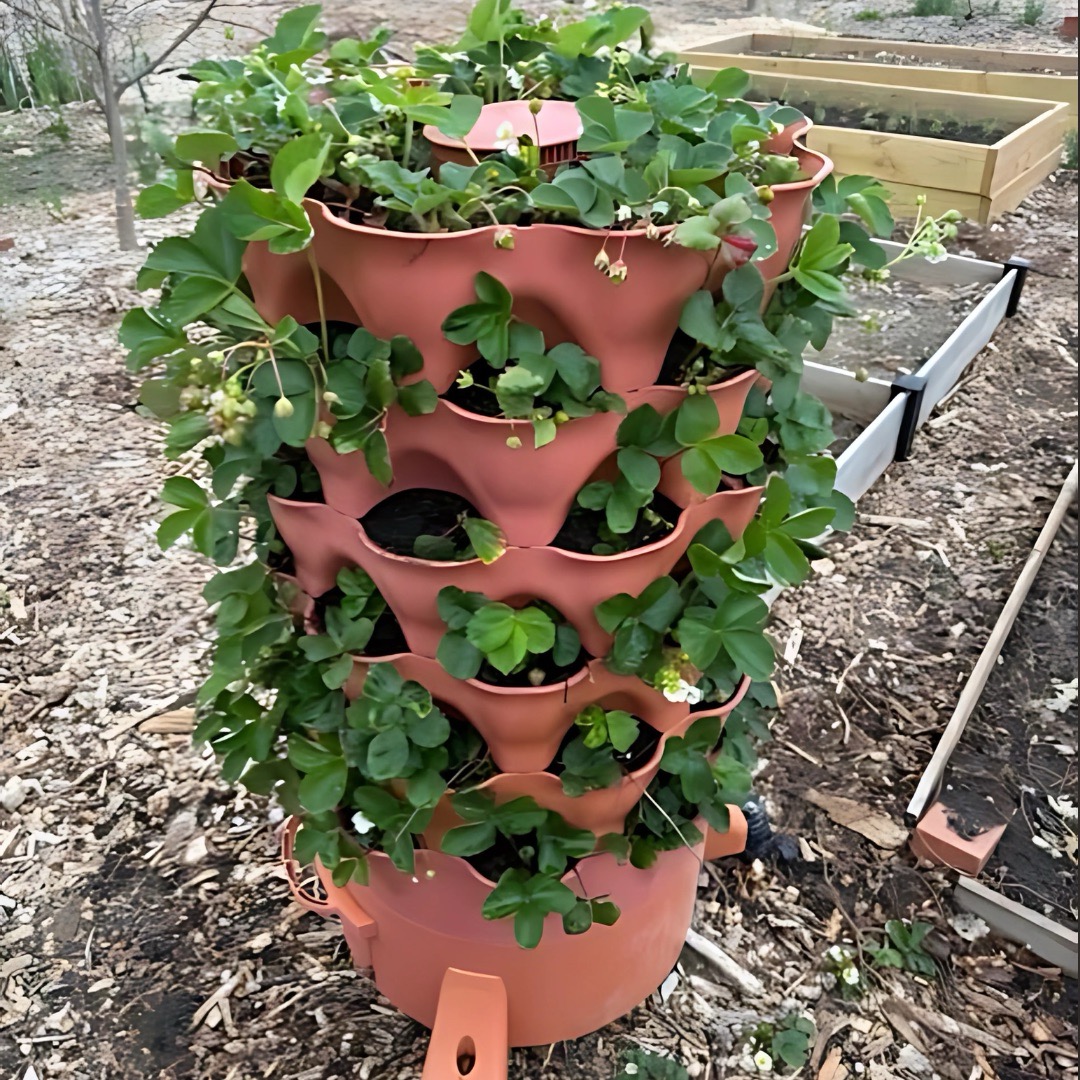 Scrappys Pollinator