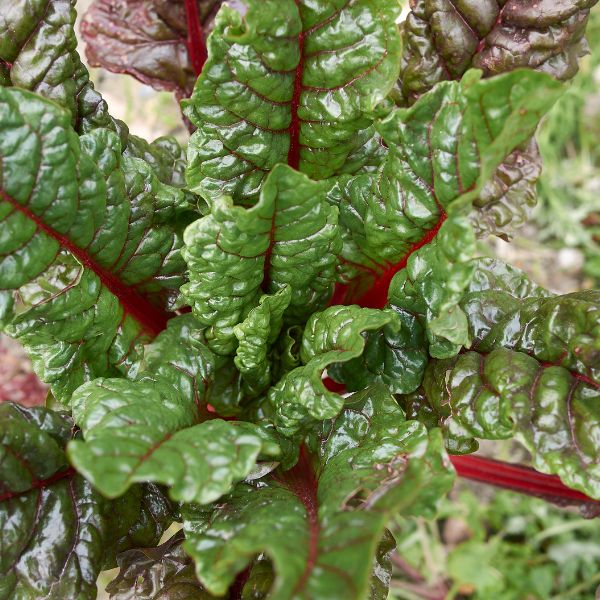 swiss chard