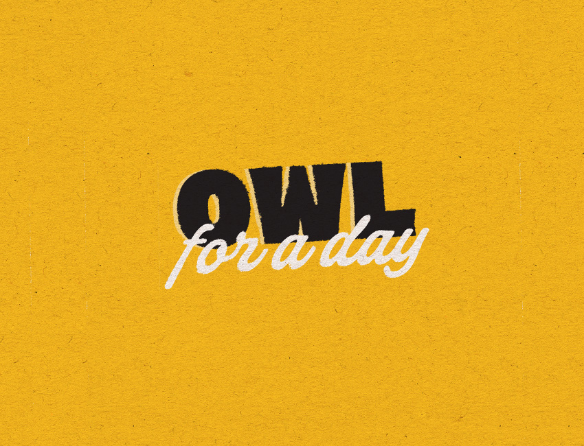 Owl For A Day Image