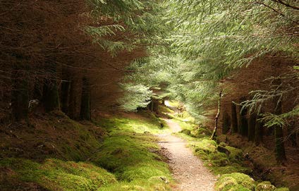 Light illuminates a dirt pathway in a forest; the trees around the path- way are shaded. Image is titled “West Highland Way” by tomsflickrfotos2
