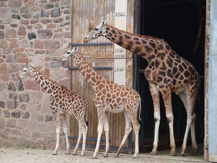  row of three giraffes, ranging from a small giraffe to a larger one, line up outside of a doorway. Image is titled “Giraffes” by Smallbrainfield