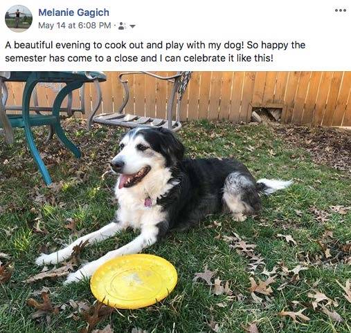 dog in grass with yellow frisbee